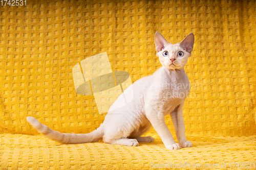 Image of White Devon Rex Kitten Kitty. Short-haired Blue-eyed Cat Of English Breed On Yellow Plaid Background. Shorthair Pet Cat