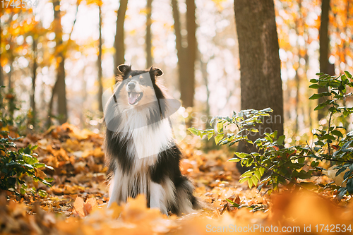 Image of Tricolor Rough Collie, Funny Scottish Collie, Long-haired Collie, English Collie, Lassie Dog Outdoors In Autumn Day. Portrait