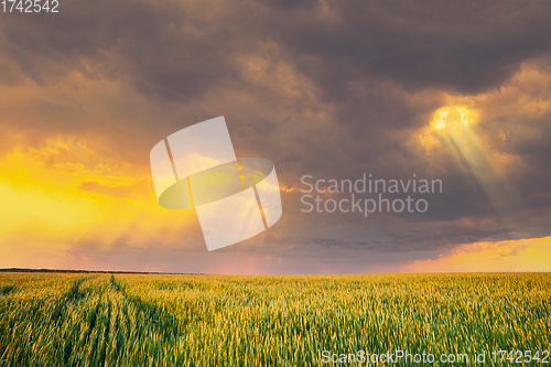 Image of Sunset Dramatic Sky Over Rural Green Wheat Field. Spring Season. Altered Sunrise Sky. Sunray Rays From Sky