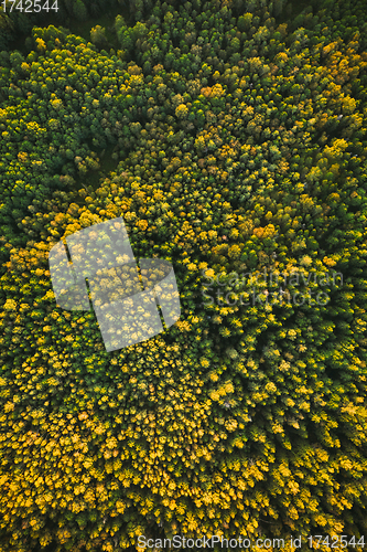 Image of Aerial View Of Green Pines Coniferous Forest In Landscape During Sunset In Summer. Top Flat View From Attitude. Drone View Of Woods