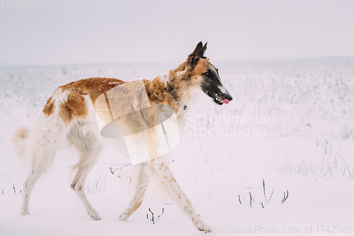 Image of Russian Wolfhound Hunting Sighthound Russkaya Psovaya Borzaya Dog During Hare-hunting At Winter Day In Snowy Field