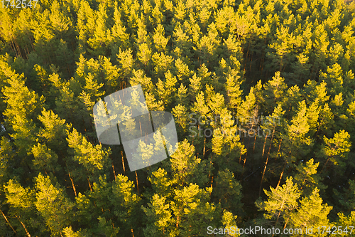 Image of Aerial View Of Green Pine Coniferous Forest In Landscape During Sunset In Spring. Top View From Attitude. Drone View Of European Woods At Springtime