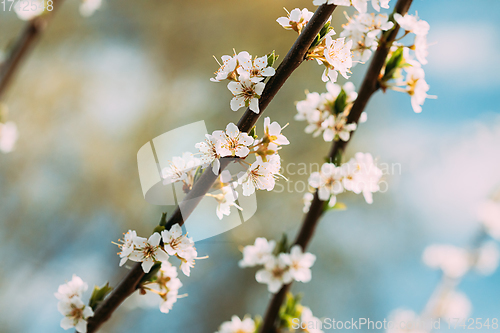 Image of White Young Spring Flowers Of Prunus subg. Cerasus Growing In Branch Of Tree.