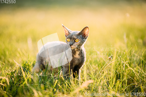 Image of Young Gray Devon Rex Kitten In Green Grass. Short-haired Cat Of English Breed. Summer Sunset Sunlight