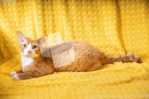 Image of Young Red Ginger Devon Rex Cat Lying On Plaid. Short-haired Cat Of English Breed On Yellow Plaid Background. Shorthair Pet Looking At Camera