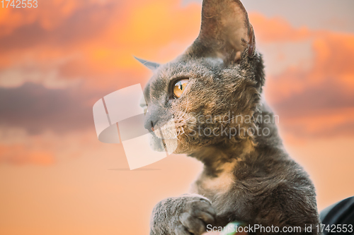 Image of Young Gray Devon Rex Kitten On Sunset Sky Background. Short-haired Cat Of English Breed. Summer Sunset Sunlight