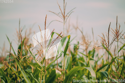 Image of Rural Landscape Maize Field With Corn Sprouts. Young Green Cornfield Plantation. Agricultural Crop.