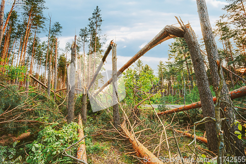 Image of Windfall In Forest. Storm Damage.