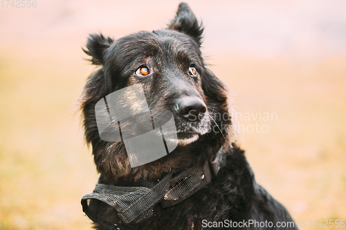 Image of Close Up Beautiful Funny Black German Shepherd Alsatian Wolf Dog Portrait