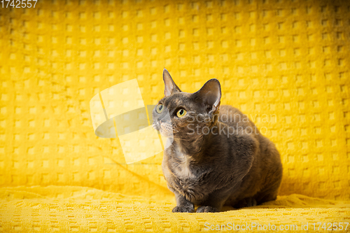 Image of Young Gray Grey Devon Rex Cat Sitting. Short-haired Cat Of English Breed On Yellow Plaid Background. Shorthair Pet Cat Looking Up. Copy Space