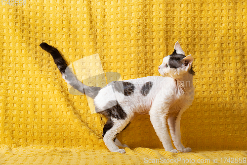 Image of Funny White With dark Spots Devon Rex Cat Posing On Plaid. Short-haired Cat Of English Breed On Yellow Plaid Background. Shorthair Pet