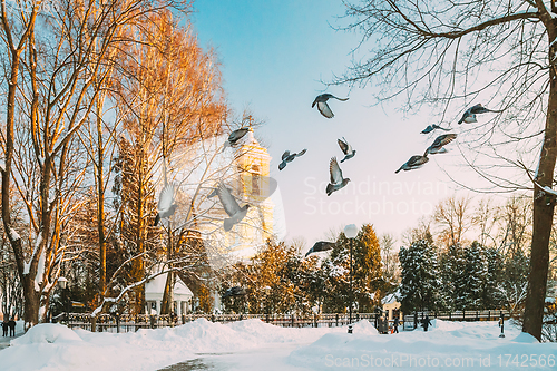 Image of Gomel, Belarus. Winter City Park. Pigeons Doves Birds Are Flying Near Peter And Paul Cathedral In Sunny Winter Day. Famous Local Landmark In Snow