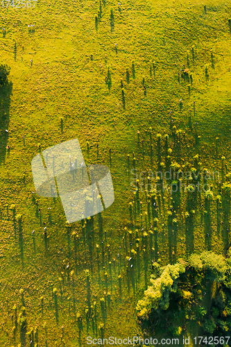 Image of Aerial View Of Cattle Of Cows Grazing In Meadows Pasture. Summer Green Pasture Landscape. Top View. Bird\'s-eye View. Sunny Morning. Long Shadows