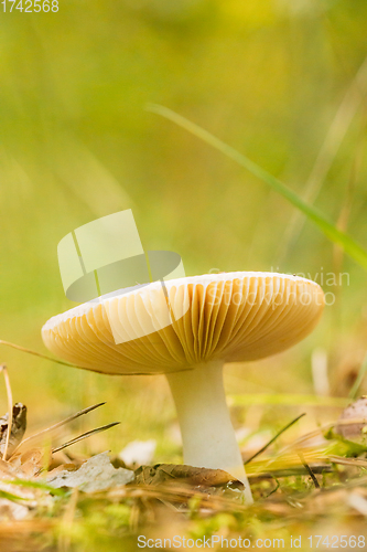 Image of Russula Mushroom Growing Among Fallen Leaves In Autumn Forest. Bottom View