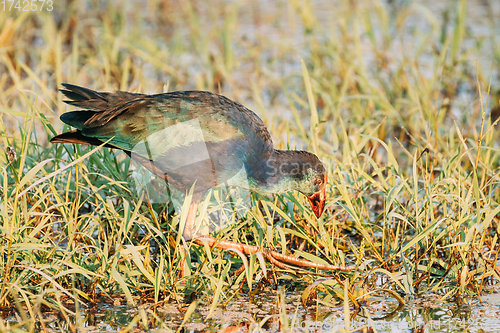 Image of Goa, India. Grey-headed Swamphen Bird In Morning Looking For Food In Swamp. Porphyrio Poliocephalus