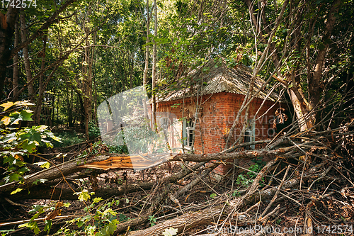 Image of Belarus. Abandoned House Overgrown With Trees And Vegetation In Chernobyl Resettlement Zone. Chornobyl Catastrophe Disasters. Dilapidated House In Belarusian Village. Whole Villages Must Be Disposed