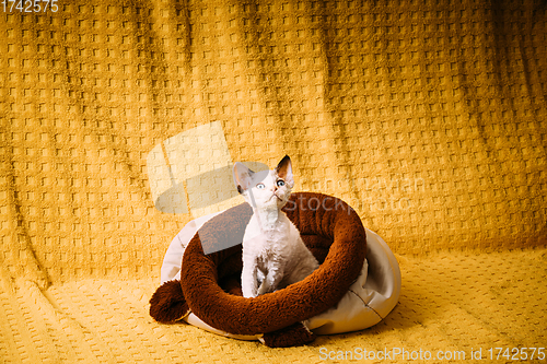 Image of Funny Young Small Little White Devon Rex Kitten Kitty Resting posing In Warm Bag Bed. Short-haired Cat Of English Breed On Yellow Plaid Background. Shorthair Pet Cat