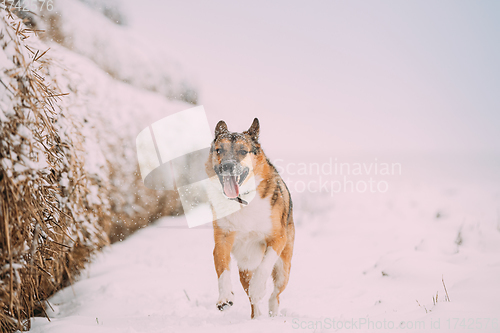 Image of Funny Happy Dog Playing Running In Snowy Field During Day