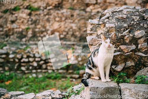 Image of Terracina, Italy. Cat Resting On Narrow Old Italian Street