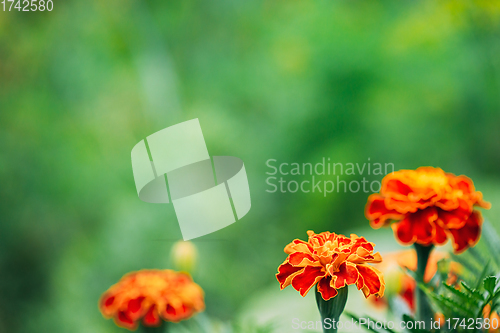 Image of Red Flowers Of Tagetes Plant In Garden Bed. Medicinal Plant