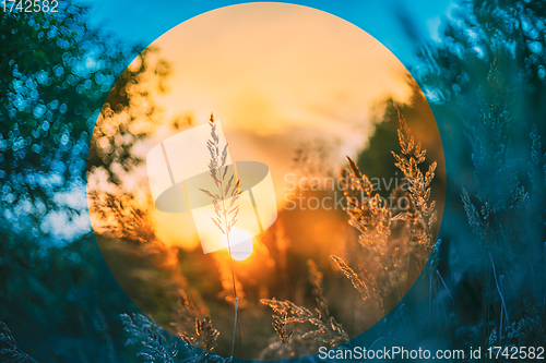 Image of Summer Dry Autumn Grass In Sunset Sunrise Sunlight. Meadow In Fall Season. Toned Photo In Cold And Warm Colors. Radial Gradient, Basic Geometric Shape Intertwines With Natural Chaos Of Nature