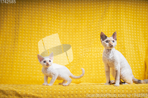 Image of Two Funny Young White Devon Rex Kittens Kittys Cats. Short-haired Cat Of English Breed On Yellow Plaid Background. Shorthair Pet Cat