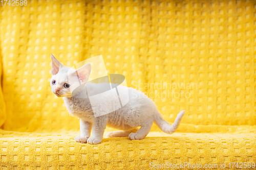 Image of Little White Devon Rex Kitten Kitty. Short-haired Blue-eyed Cat Of English Breed On Yellow Plaid Background. Shorthair Pet Cat. Two Weeks Old