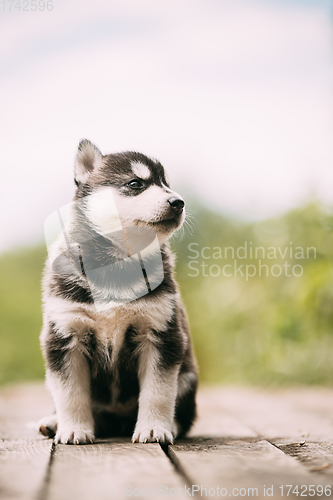 Image of Four-week-old Husky Puppy Of White-gray-black Color Sitting On Wooden Ground And Looking Into Distance