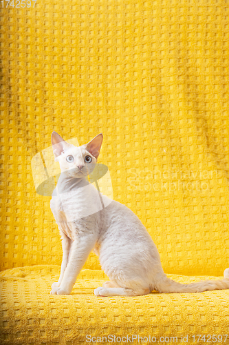 Image of White Devon Rex Kitten Kitty. Short-haired Blue-eyed Cat Of English Breed On Yellow Plaid Background. Shorthair Pet Cat