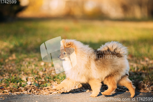 Image of Funny Young Red Puppy Pomeranian Spitz Puppy Dog Happy Walking Outdoor In Autumn Park Lane.