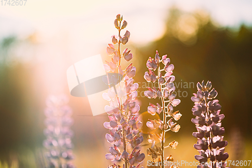 Image of Wild Flowers Lupine In Summer Meadow At Sunset Sunrise. Lupinus, Commonly Known As Lupin Or Lupine, Is A Genus Of Flowering Plants In Legume Family, Fabaceae