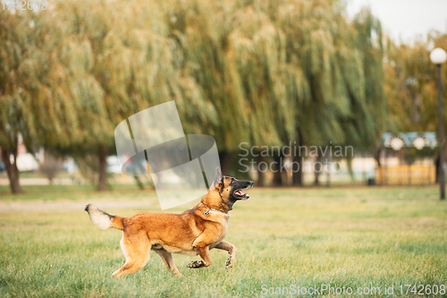 Image of Malinois Dog Play Jumping Running Outdoor In Park. Belgian Sheepdog Are Active, Intelligent, Friendly, Protective, Alert And Hard-working. Belgium, Chien De Berger Belge Dog