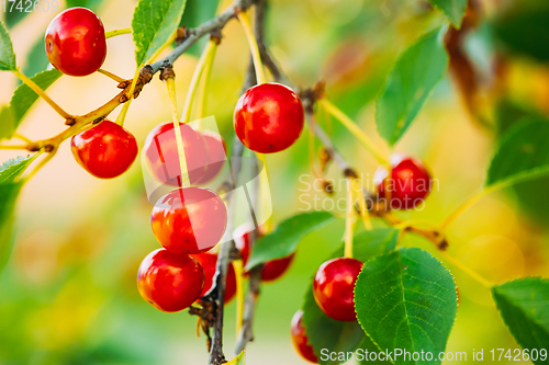 Image of Red Ripe Cherry Berries Prunus subg. Cerasus on tree In Summer Fruits Garden