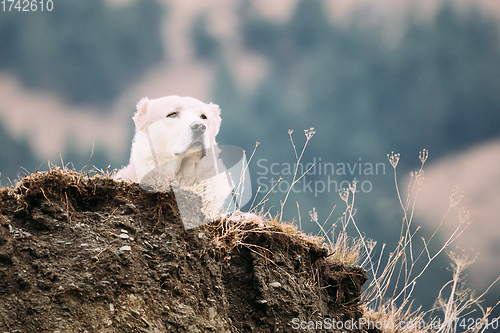 Image of Central Asian Shepherd Dog Resting Outdoor In Georgian Mountains Of Caucasus. Alabai - An Ancient Breed From Regions Of Central Asia. Used As Shepherds, As Well As To Protect And For Guard Duty