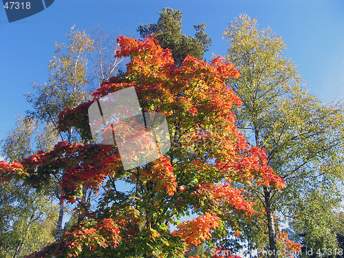 Image of Autumn