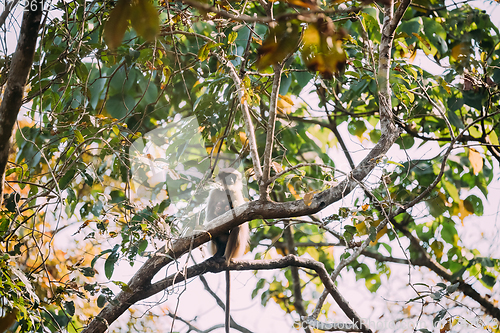 Image of Goa, India. Funny Gray Langur Monkey With Newborn Sitting On Of Tree Branch. Monkey With Infant Baby