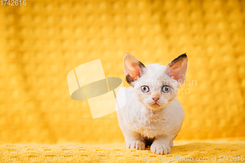 Image of Happy Funny Small Little White Devon Rex Kitten Kitty Posing On Yellow Plaid Background. Short-haired Cat Of English Breed. Shorthair Pet Cat