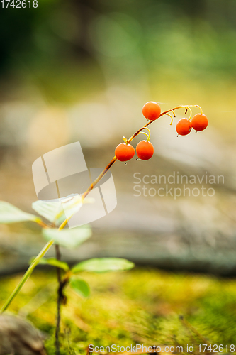 Image of Red Berries Of Lily Of Valley Plant In Autumn Forest. Poisonous Berry