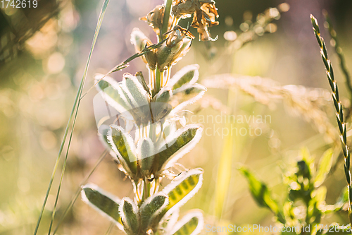 Image of Lupine In Summer Meadow At Sunset Sunrise. Lupinus, Commonly Known As Lupin Or Lupine, Is A Genus Of Flowering Plants In Legume Family, Fabaceae