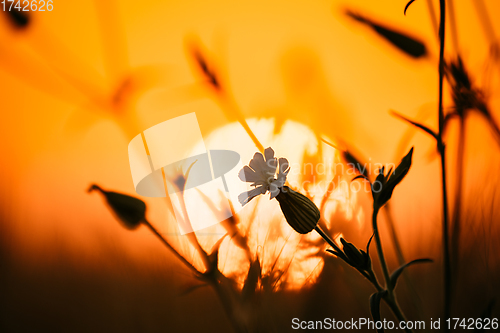 Image of Summer Sun Shining Through Wild Flower. Sunset Sunrise Sun. Close up