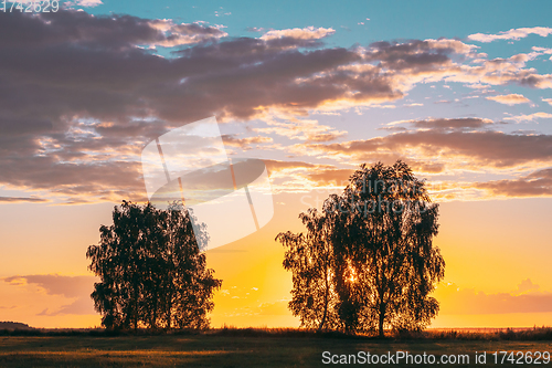 Image of Sun Shining Through Tree Canopy. Trees Woods In Meadow During Sunset Sunrise. Bright Colorful Dramatic Sky And Dark Ground With Trees Silhouettes Landscape