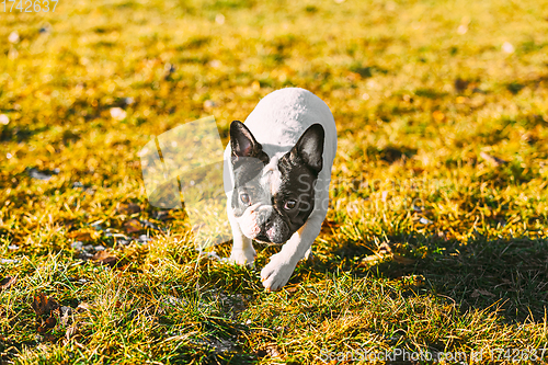 Image of Beautiful French Bulldog Puppy Dog Outdoor In Spring Park