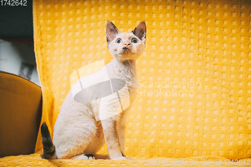 Image of Curious Young White Devon Rex Kitten Kitty Sitting At Home Sofa Chair. Short-haired Cat Of English Breed On Yellow Plaid Background. Shorthair Pet Cat Copy Space.