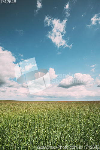Image of Countryside Rural Field Landscape With Young Wheat Sprouts In Spring Sunny Day. Agricultural Field. Young Wheat Shoots