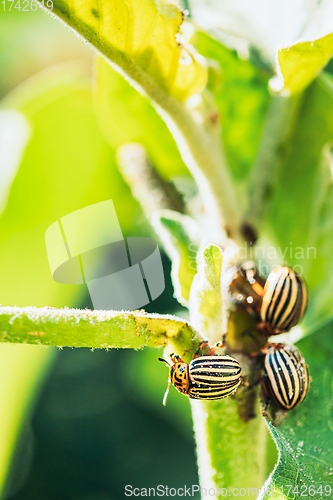 Image of Colorado Striped Beetles - Leptinotarsa Decemlineata. This Beetle Is A Serious Pest Of Potatoes