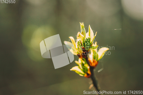 Image of Young Spring Green Leaf Leaves Growing In Branch Of Forest Bush Plant Tree. Young Leaf On Boke Bokeh Natural Blur