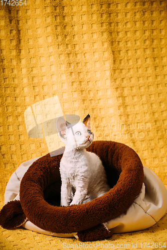 Image of Funny Young Small Little White Devon Rex Kitten Kitty Resting posing In Warm Bag Bed. Short-haired Cat Of English Breed On Yellow Plaid Background. Shorthair Pet Cat