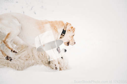 Image of Funny Young White Samoyed Dog Or Bjelkier, Smiley, Sammy And Labrador Playing Together Outdoor In Snow Snowdrift, Winter Season. Playful Pet Outdoors