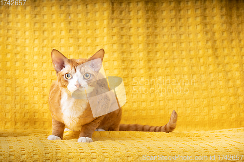 Image of Funny Red Ginger Devon Rex Cat Resting On Plaid. Short-haired Cat Of English Breed On Yellow Plaid Background. Shorthair Pet