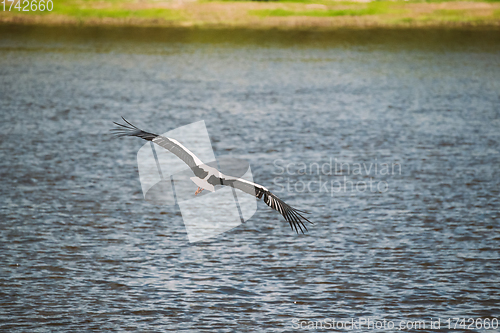 Image of Adult European White Stork Flies Above Surface Of River With Its Wings Spread Out